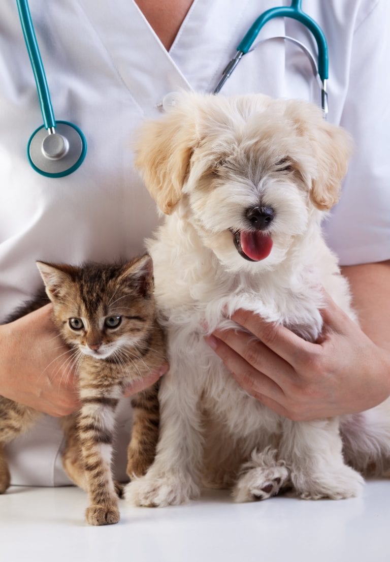 Happy Pets Mobile Veterinarian - Tampa, FL