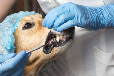 dentistry services veterinarian