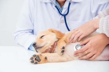 pet wellness veterinarian