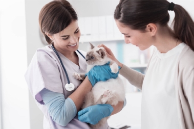 request appointment veterinarian